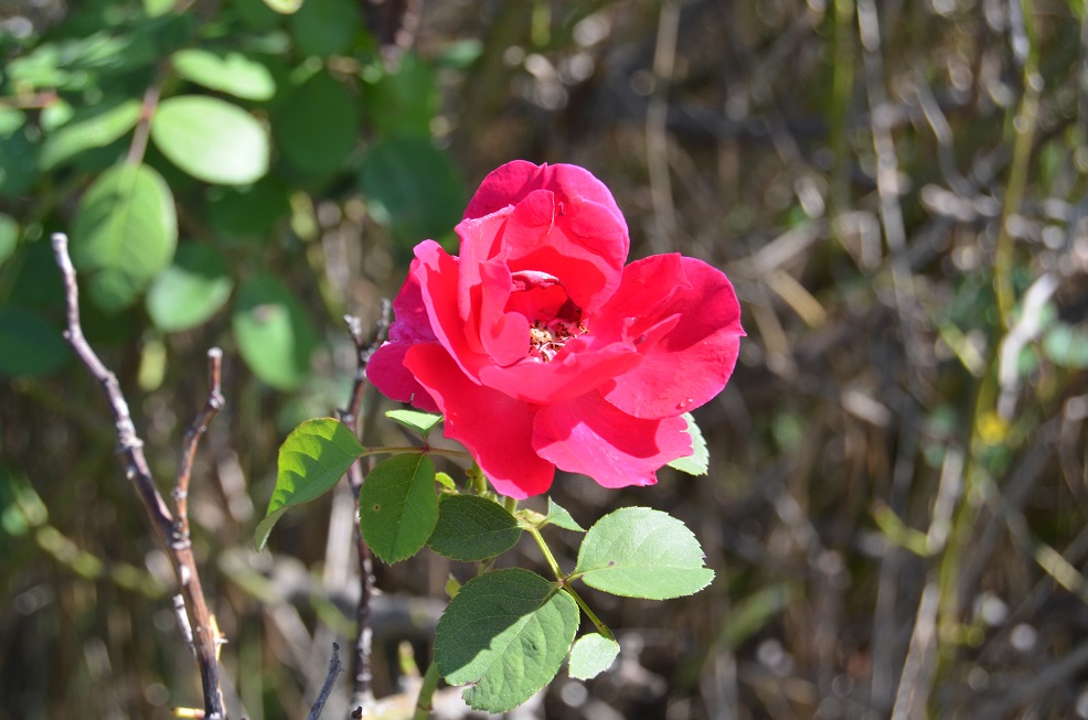 No s'ha trobat l'arxiu